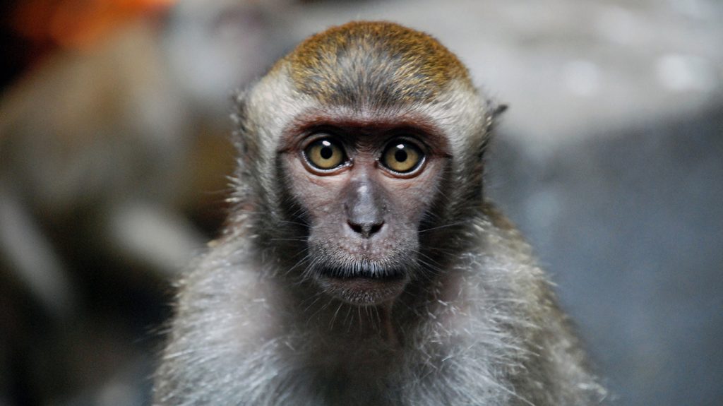 Do you know what type of monkey this is quiz