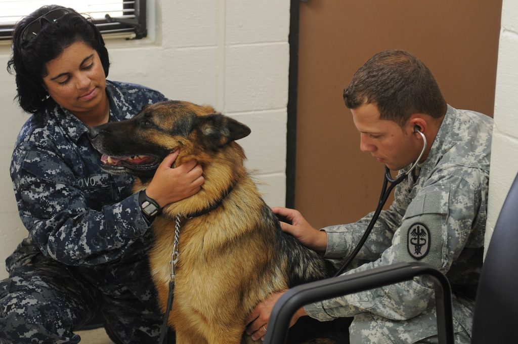 A veterinarian examining a dog during a health check at a clinic