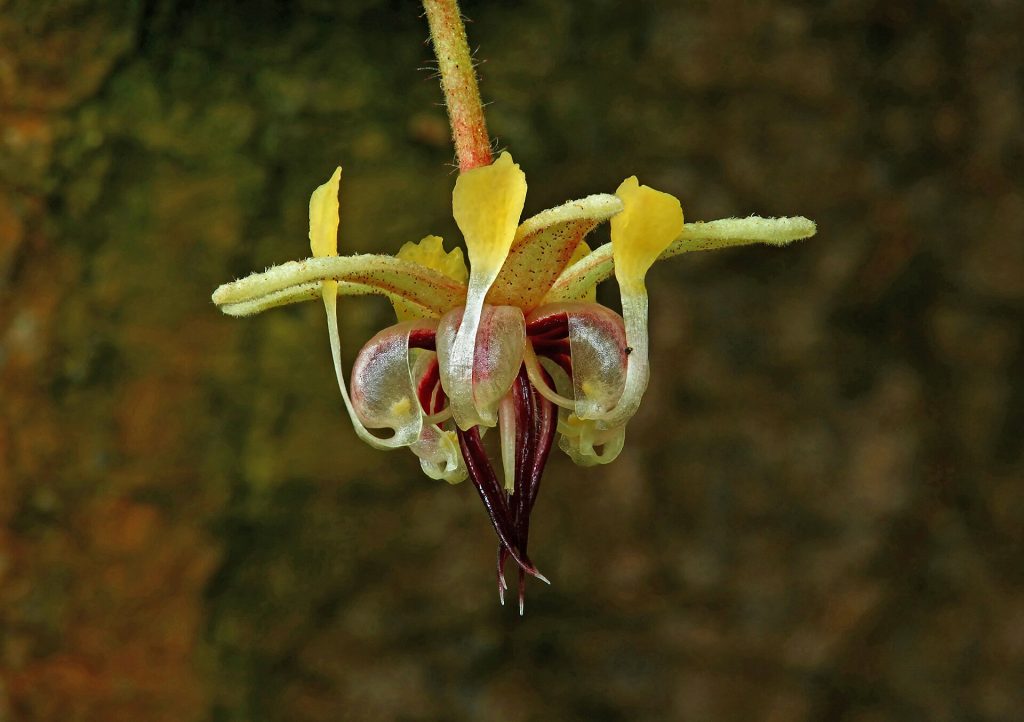 Lab-Grown Cocoa and Coffee Aim at Fragile Harvests Cocoa pods and coffee beans of the kind whose fragile harvests have prompted work on cell-grown alternatives.